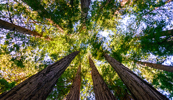 Majestic Redwoods