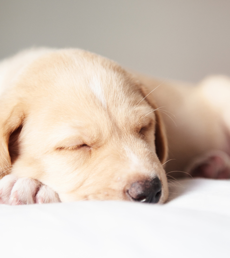 Your Furry Friend Is More Than Welcome At Pacific Inn Crescent City