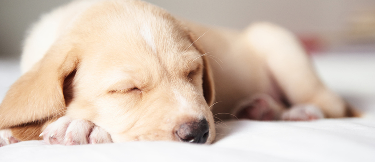 Your Furry Friend Is More Than Welcome At Pacific Inn Crescent City