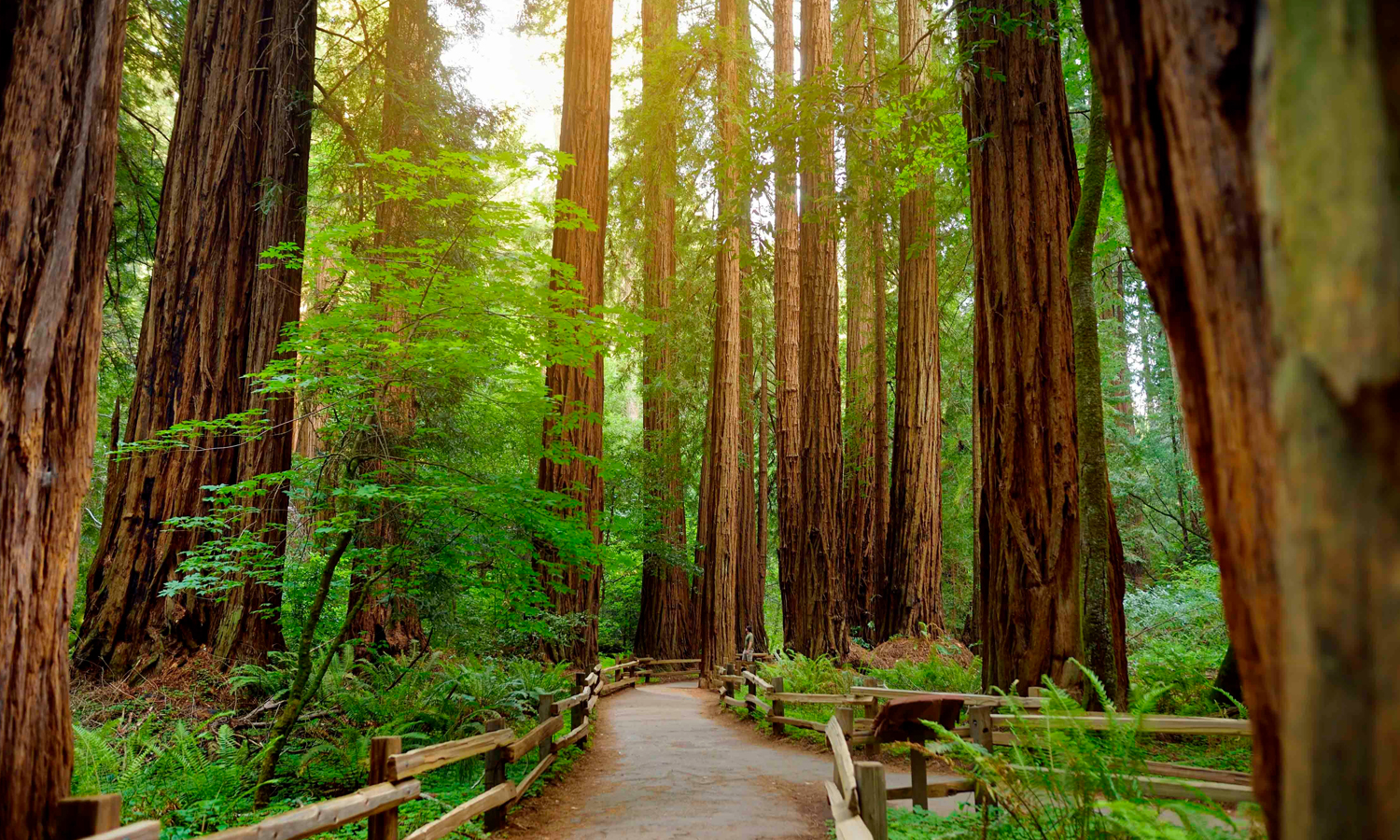 Is Hiking the Answer to All Your Questions? Go for a Hike in the Redwood National Park to Recharge Your Soul